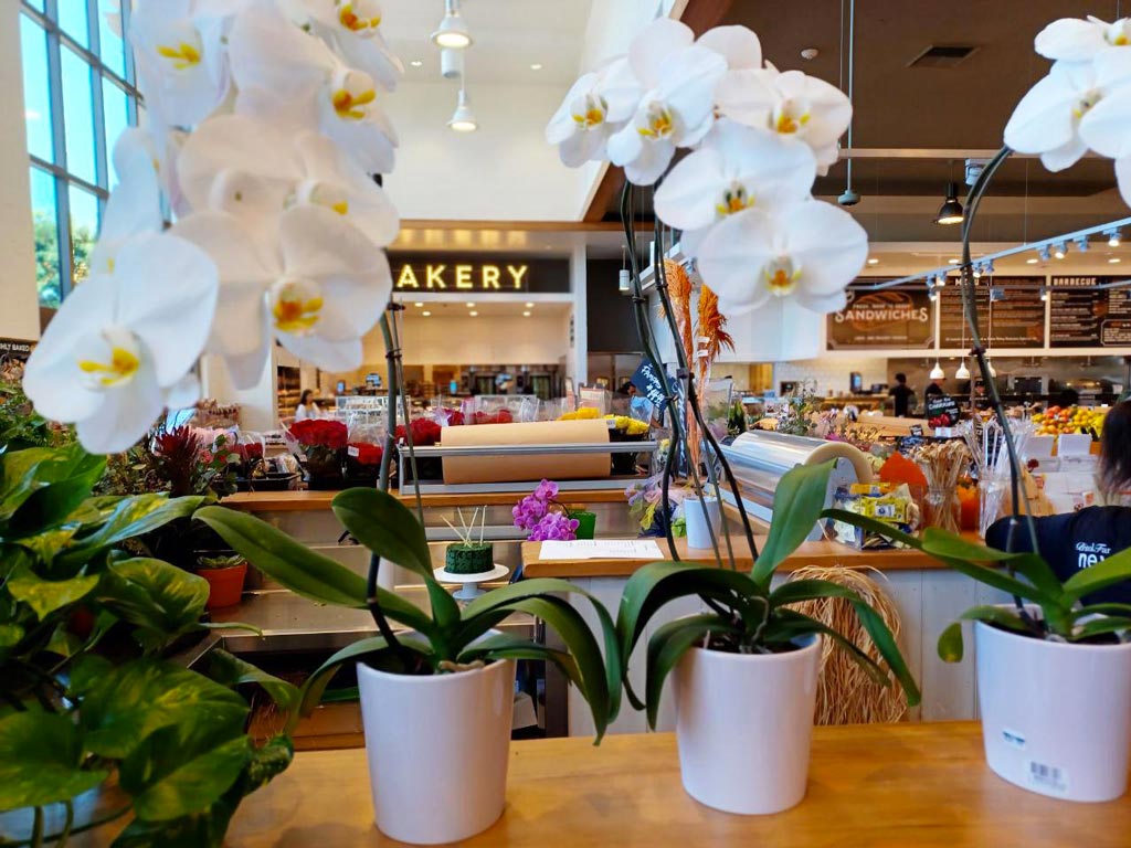 Hawley's Florist White Orchids